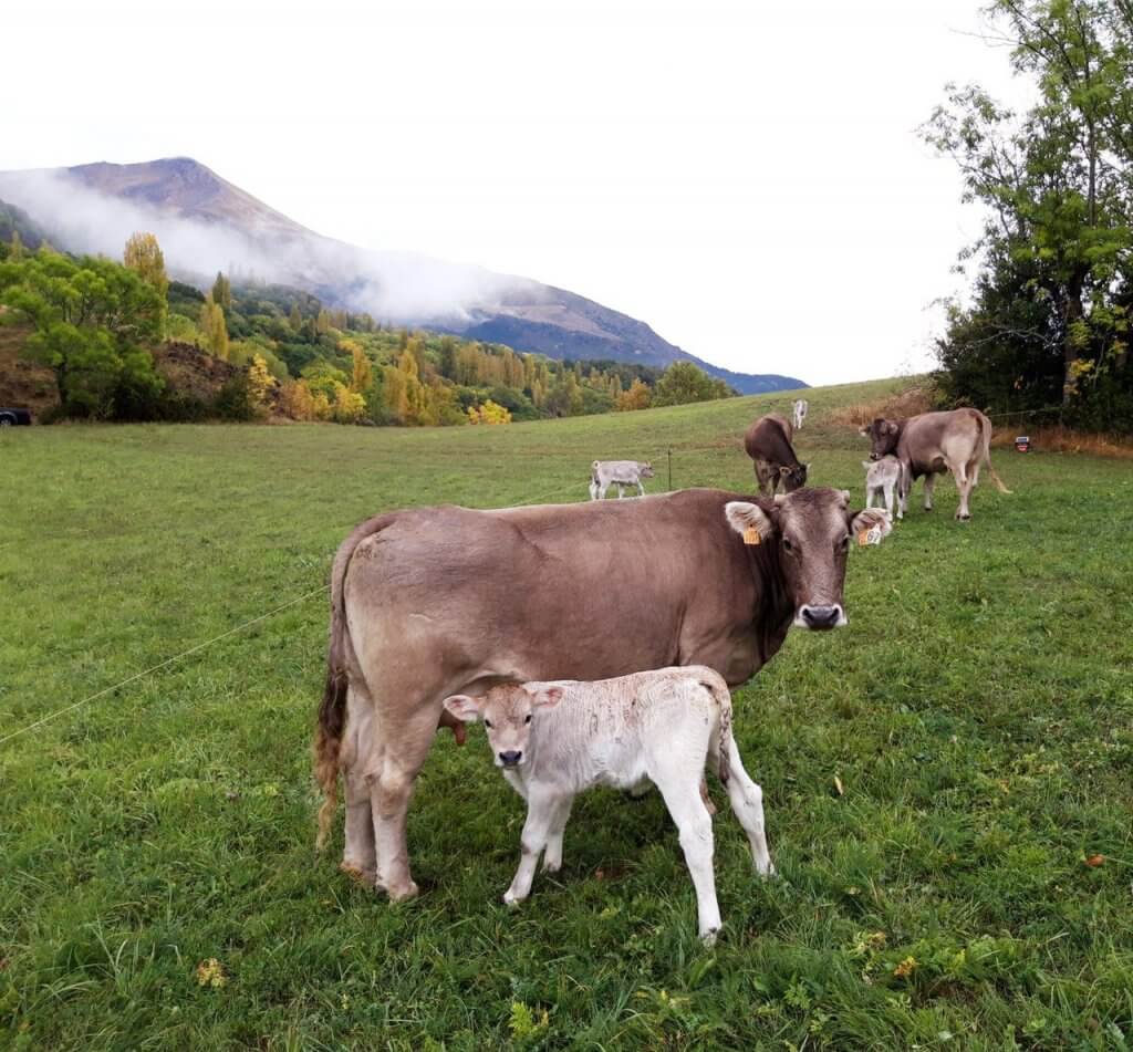 Vaca pastando junto con su ternero