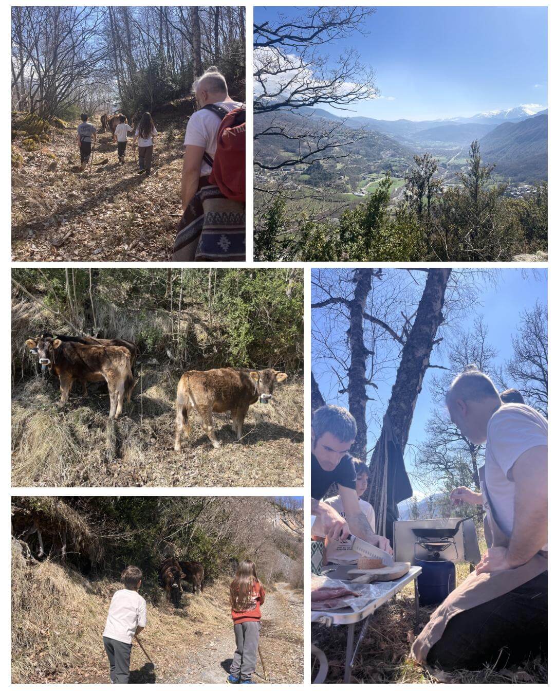 Visita a las vacas y degustación